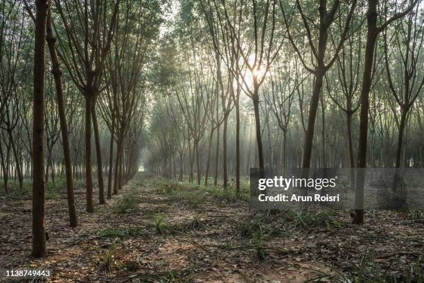 a rubber trees in at plantation area in thailand's easthern rayong and chanthaburi province. - gummiträd bildbanksfoton och bilder