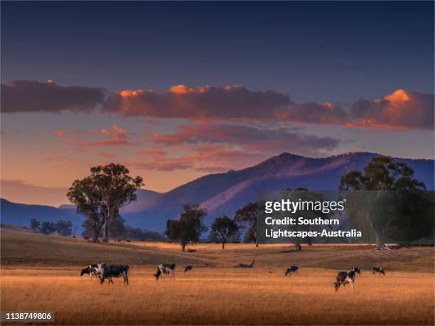 dawn light in late summer near walwa, alpine high country, north eastern victoria, australia. - agriculture australia stock pictures, royalty-free photos & images