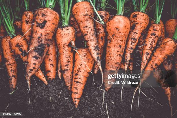 récolte fraîche d'orange de carottes de jardin - carrot stock photos et images de collection