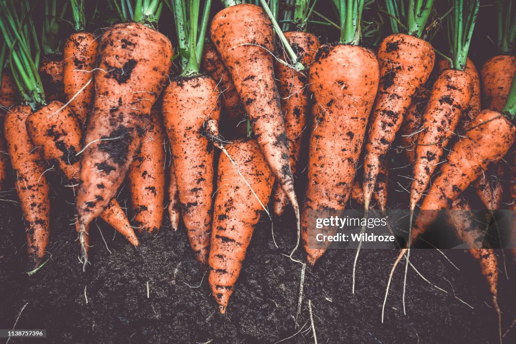 Homegrown fresh harvest of orange garden carrots