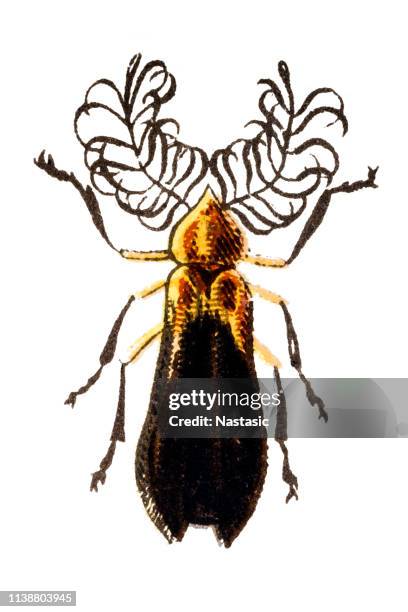 glow-worm beetle (calyptocephalus gratiosus) - lightning bugs stock illustrations
