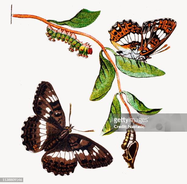 red admiral (vanessa atalanta) ,cocoon ,caterpillar - butterfly cocoon stock illustrations