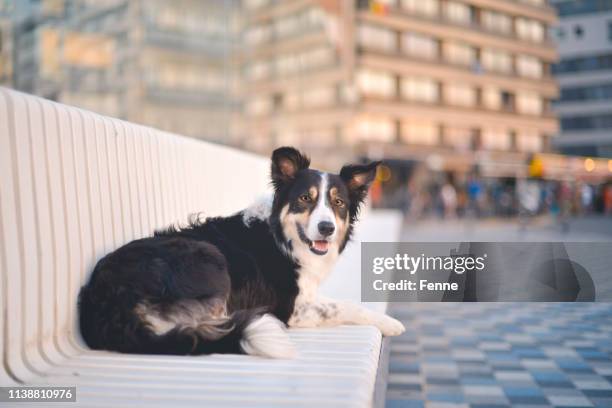 border collie in knokke (belgium) - belgium border stock pictures, royalty-free photos & images