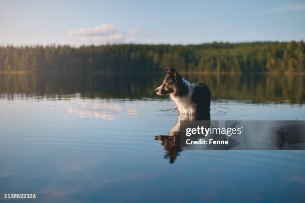 dog wading through the water - border collie stock pictures, royalty-free photos & images