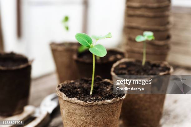 seedling ready to be planted in the garden - cucumber stock pictures, royalty-free photos & images