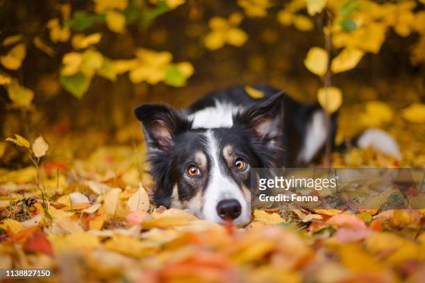 collie de beira e cores do outono - autumn dog - fotografias e filmes do acervo