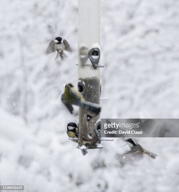 wild birds on a feeder in stover woods, newton abbot, devon, united kingdom - devon winer stock-fotos und bilder