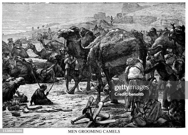 men grooming camels - ksa people stock illustrations