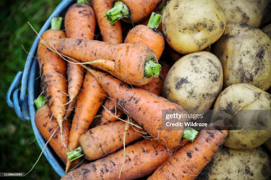 Homegrown fresh harvest of garden carrots and potatoes