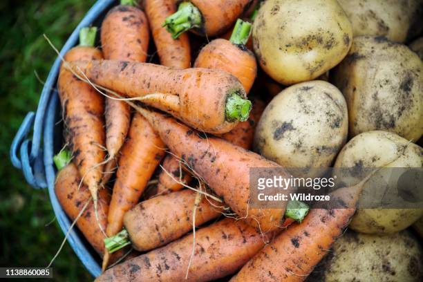 homegrown fresh harvest of garden carrots and potatoes - potato harvest imagens e fotografias de stock