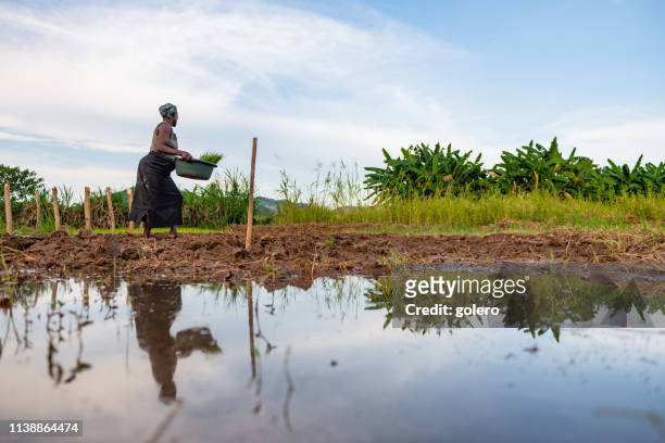 african woman going on field with bucket of rice plants - malawi stock pictures, royalty-free photos & images
