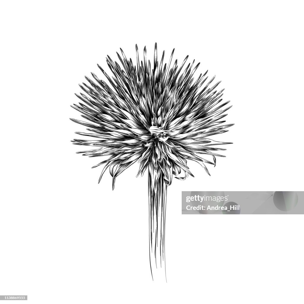 Winter Echinacea Blumen Pen und Ink-Vector Illustration im Vintage Graving Style