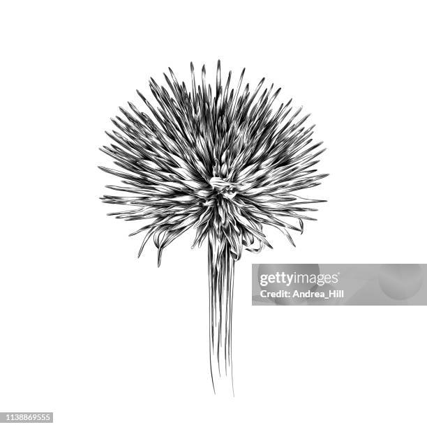 656点のドライフラワーイラスト素材 Getty Images 656点のドライフラワーイラスト素材 Getty Images