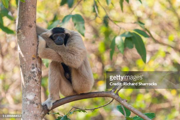 female pileated gibbon (hylobates pileatus) - pileated gibbon stock pictures, royalty-free photos & images