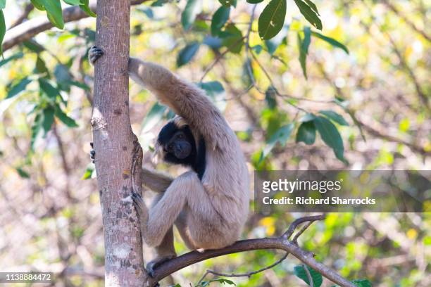 female pileated gibbon (hylobates pileatus) - angkor wat stock pictures, royalty-free photos & images