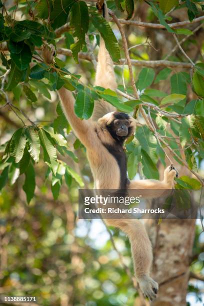 female pileated gibbon (hylobates pileatus) - pileated gibbon stock pictures, royalty-free photos & images