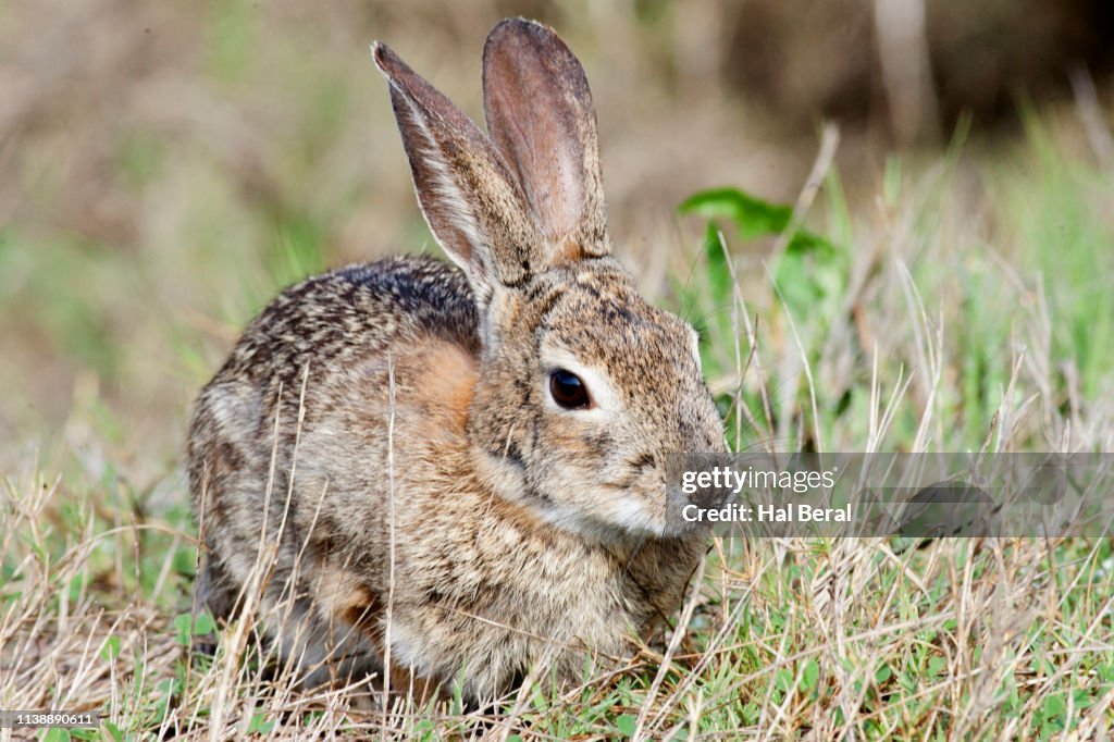 White-Tailed Jackrabbit