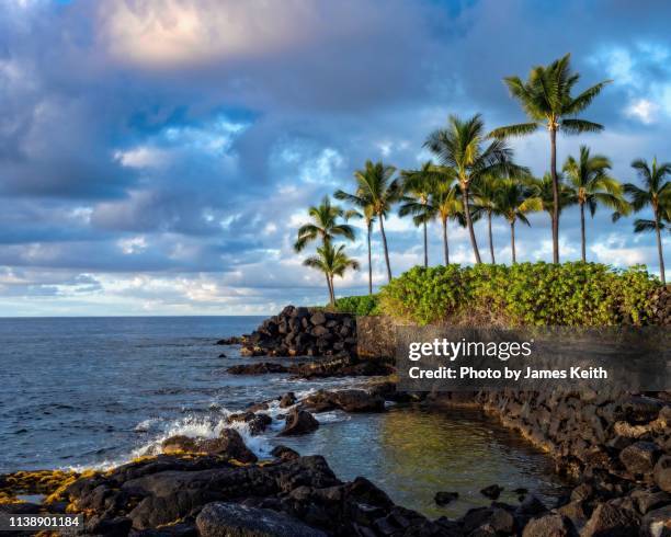 a lava covered seashore and palm trees on a tropical island. - kailua stockfoto's en -beelden