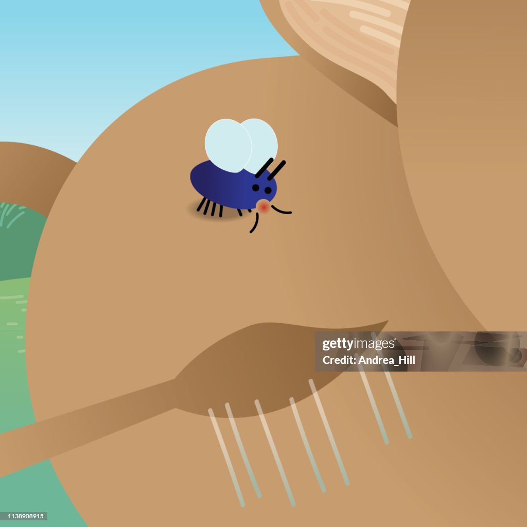 Fly Bites Cow
