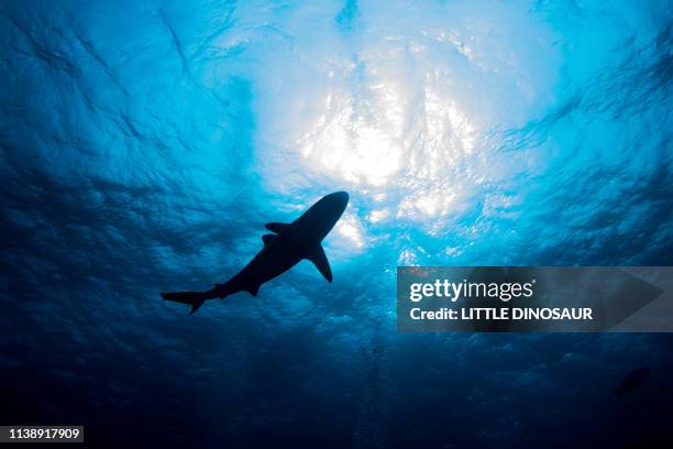 silhouette shark swimming against the water surface - hai stock-fotos und bilder