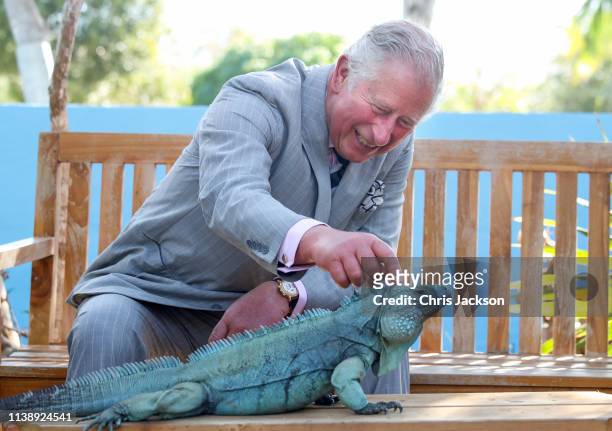 Charles, Prince Of Wales strokes a blue iguana called Peter at the Queen Elizabeth II Royal Botanic Park on March 28, 2019 in Grand Cayman, Cayman...