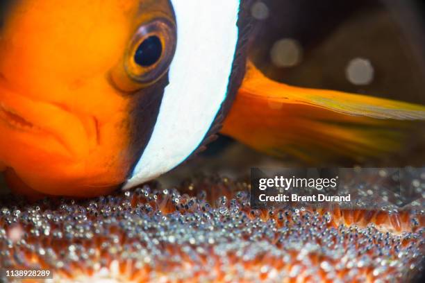 clownfish and eggs - anemonefish stock pictures, royalty-free photos & images