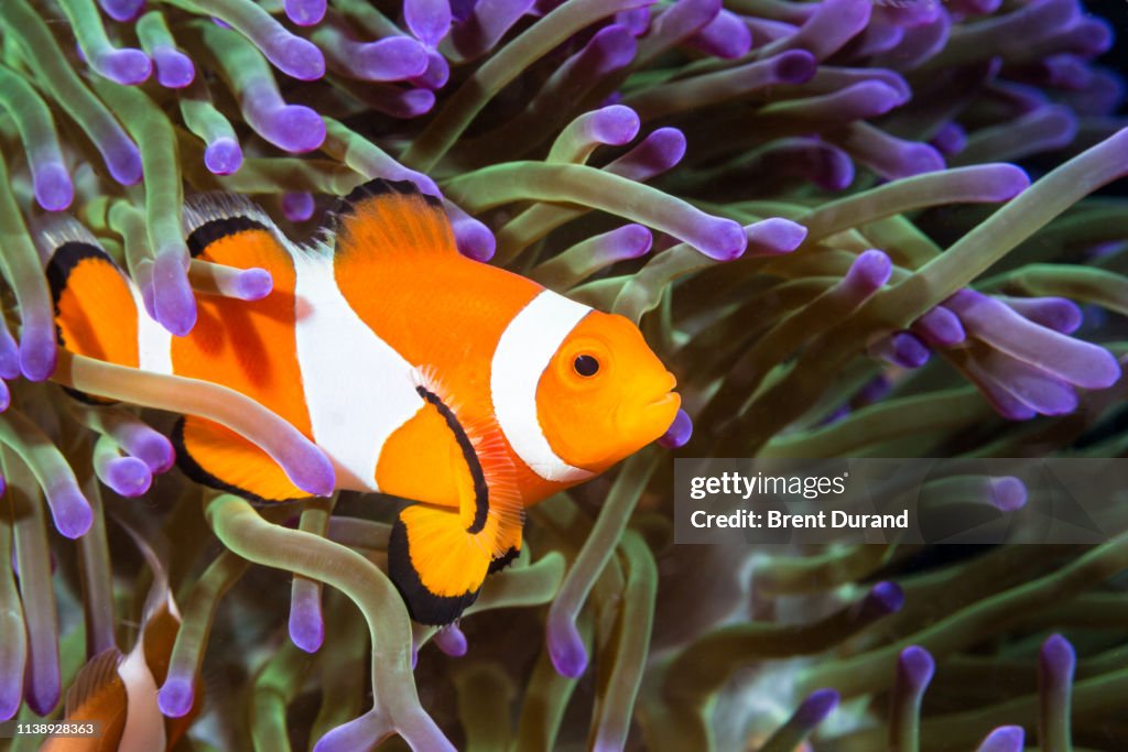 False Clown Anemonefish