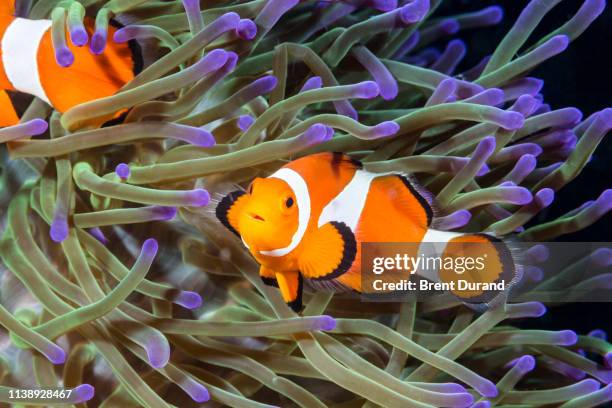 false clown anemonefish - false clown fish stock pictures, royalty-free photos & images