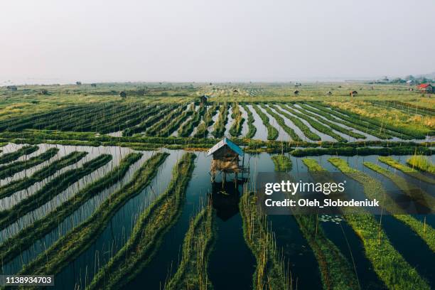 scenic aerial view of floating gardens  on inle lake - burma stock pictures, royalty-free photos & images