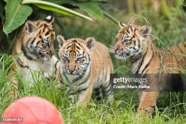 Three Sumatran Tiger cubs are seen on display at Taronga Zoo on March 29, 2019 in Sydney, Australia. The three Sumatran Tiger cubs were born in...