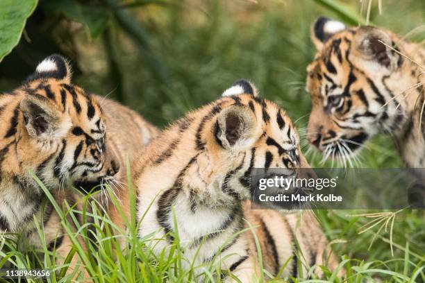 Three Sumatran Tiger cubs are seen on display at Taronga Zoo on March 29, 2019 in Sydney, Australia. The three Sumatran Tiger cubs were born in...