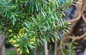 Closeup image of Totara tree leaves. Podocarpus totara