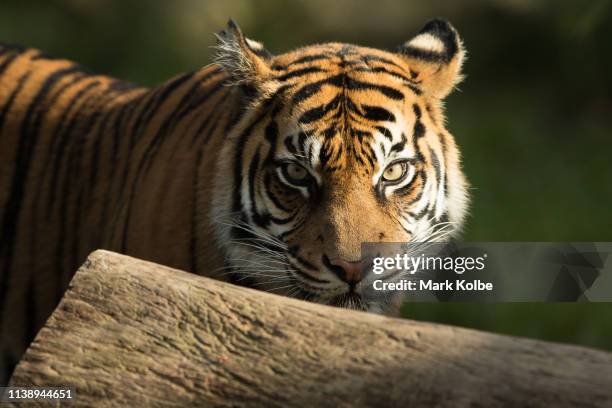 First-time mother Kartika is seen as her three Sumatran Tiger cubs are placed on display at Taronga Zoo on March 29, 2019 in Sydney, Australia. The...