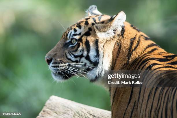 First-time mother Kartika is seen as her three Sumatran Tiger cubs are placed on display at Taronga Zoo on March 29, 2019 in Sydney, Australia. The...