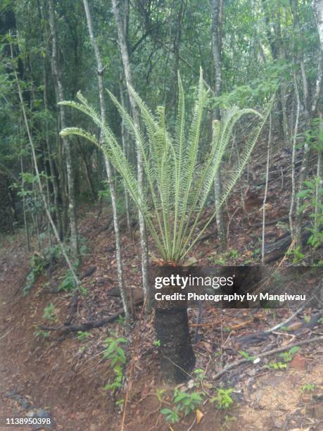 cycad fronds - cycad stock pictures, royalty-free photos & images