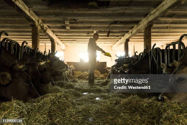 farmer feeding his cows in traditional farm cowshed - cows eating stock pictures, royalty-free photos & images