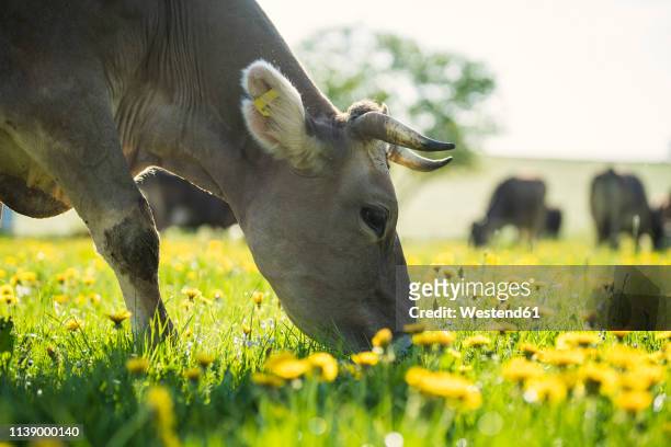 cow grazing on a meadow with dandelions - cow stock-fotos und bilder
