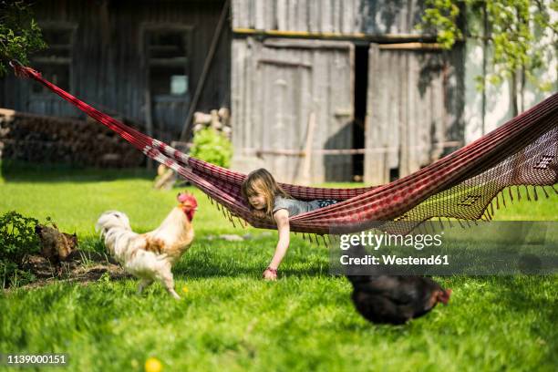 girl relaxing in hammock in garden of a farm with chicken in foreground - kids farm stock-fotos und bilder