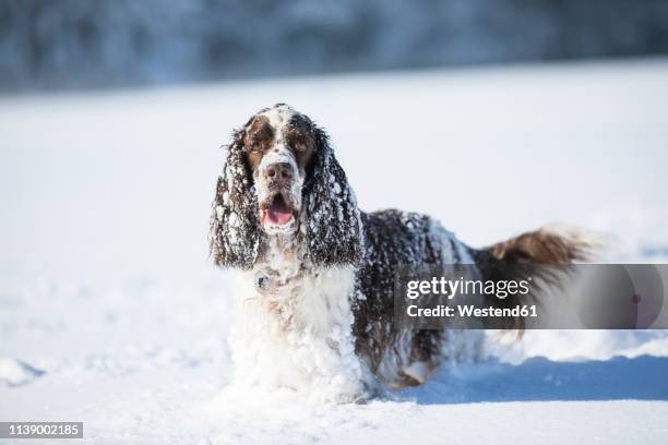 portrait of english springer spaniel on snow-covered meadow - english springer spaniel stock pictures, royalty-free photos & images