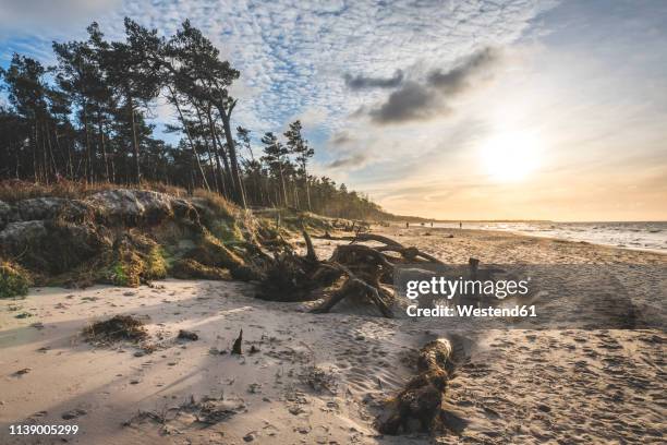 germany, mecklenburg-western pomerania, darss, ahrenshoop, west beach at sunset - west germany stock-fotos und bilder