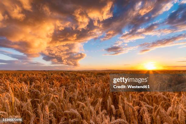 united kingdom, east lothian, wheat field at sunset - cereal plant stock pictures, royalty-free photos & images