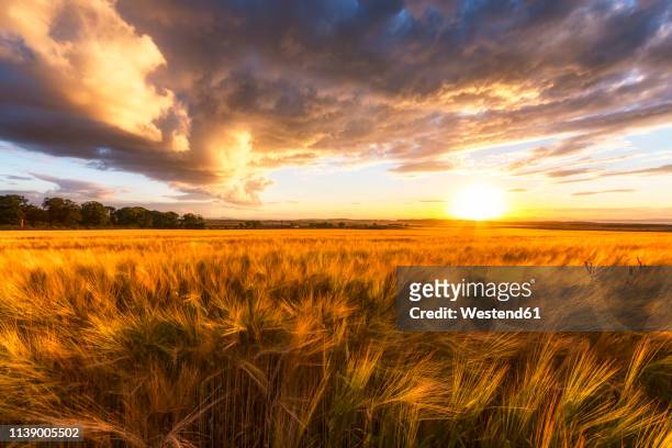 united kingdom, east lothian, barley field at sunset - barleys bildbanksfoton och bilder