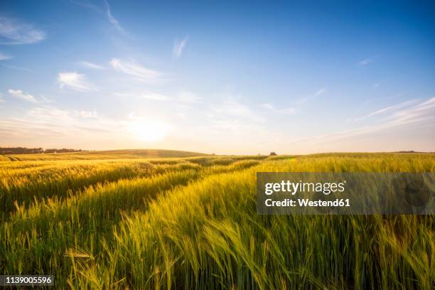 united kingdom, scotland, east lothian, field of barley, hordeum vulgare - barley stock pictures, royalty-free photos & images