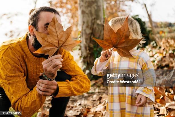 father and daughter enjoying a morning day in the park in autumn, playing with autumn leaves - the art of being obscured stock-fotos und bilder