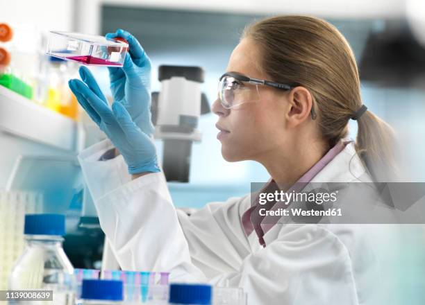 stem cell research, scientist viewing cells in a flask ready to be analysed under the microscope during an experiment in the laboratory - stem cell therapy stock pictures, royalty-free photos & images