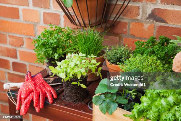 various potted spice plants on terrace - flat leaf parsley stock pictures, royalty-free photos & images