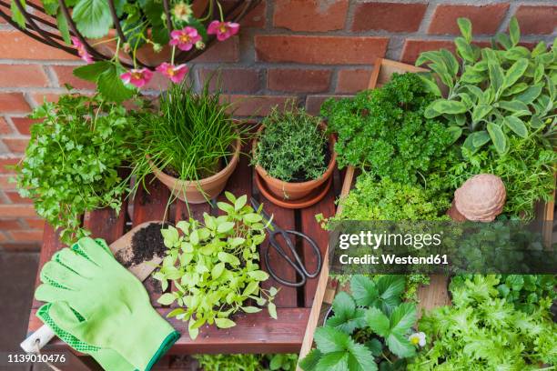 various potted spice plants on terrace - balcony vegetables stock pictures, royalty-free photos & images