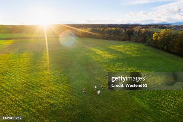 germany, bavaria, thanning near egling, cows on pasture at sunrise, drone view - pré vu du ciel photos et images de collection