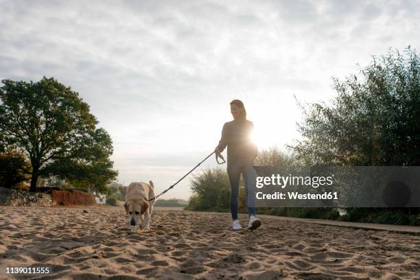 germany, hamburg, woman walking with dog on beach at the elbe shore - golf cheating foto e immagini stock