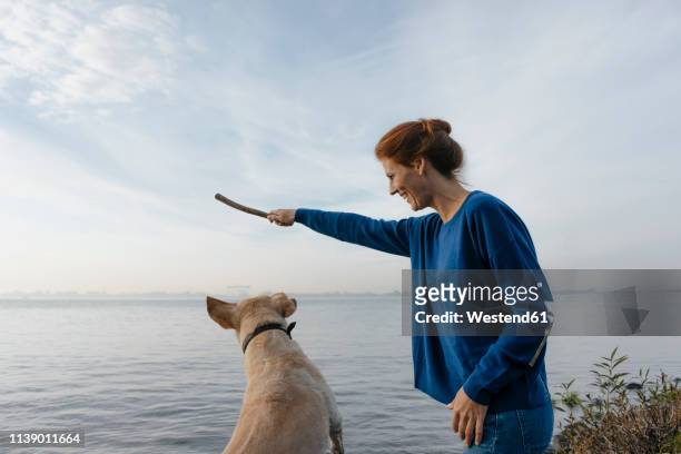 germany, hamburg, happy woman playing with dog on beach at the elbe shore - elbe bildbanksfoton och bilder
